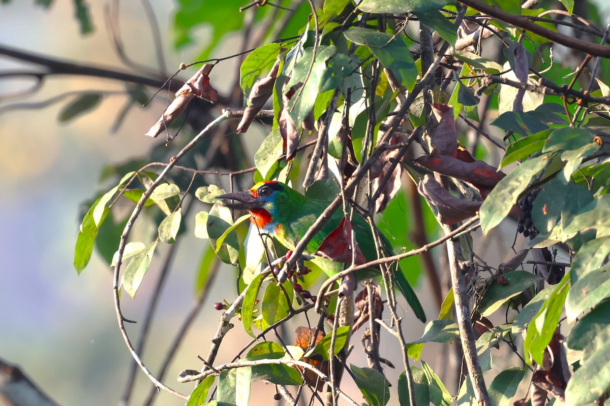 Red-throated Barbet - 志民 蘇