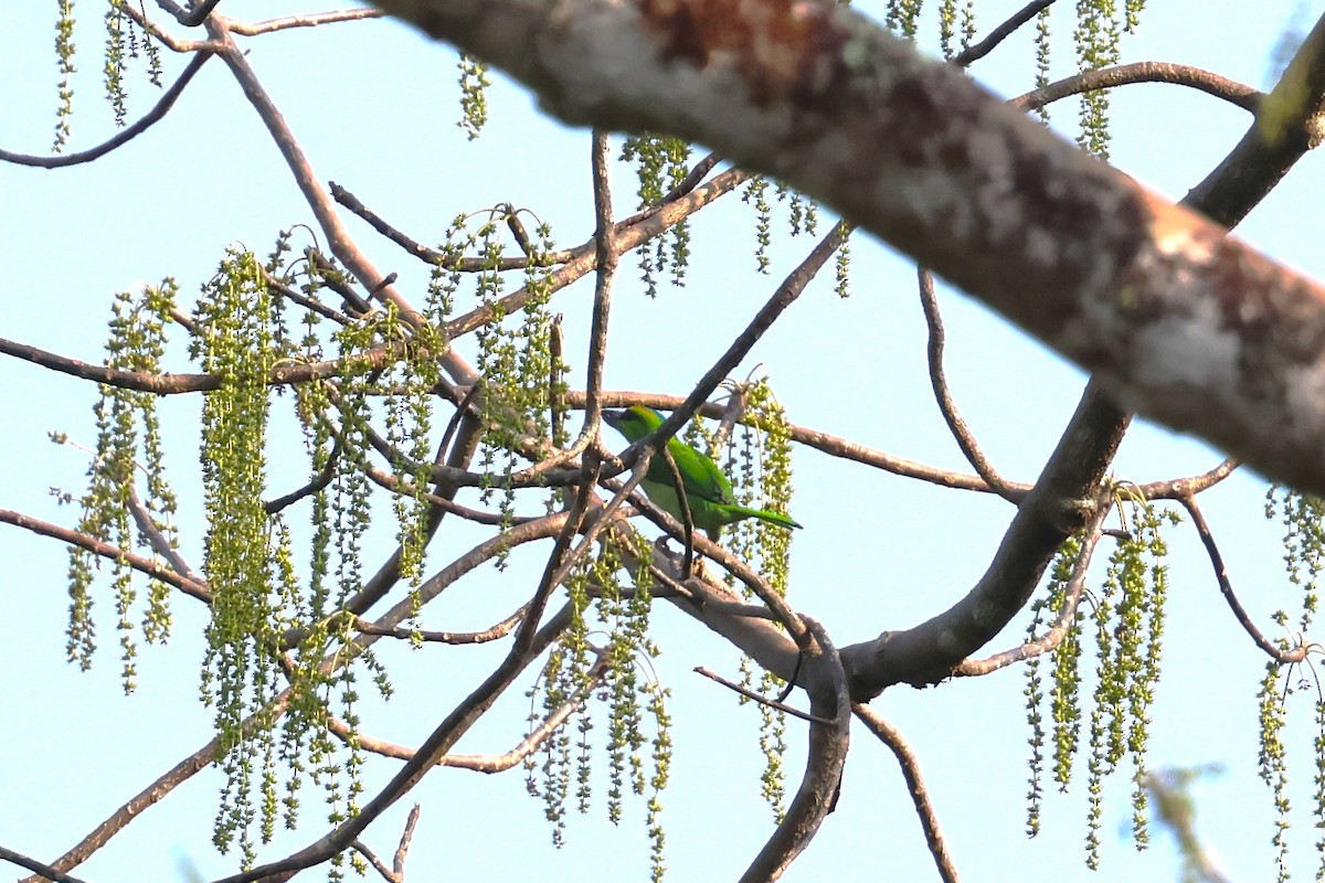 Gelbscheitel-Bartvogel - ML617175507