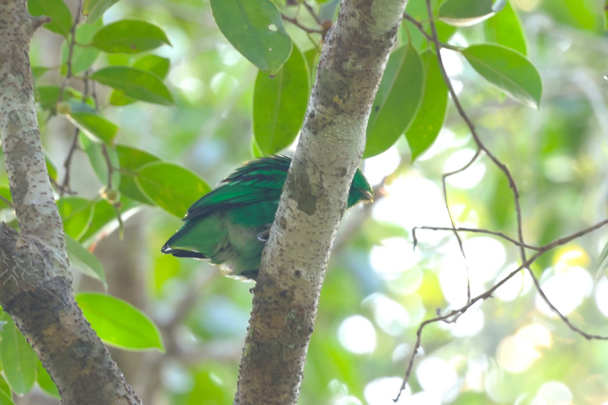 Green Broadbill - 志民 蘇