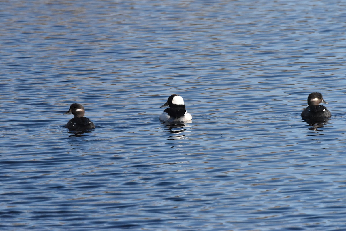 Bufflehead - ML617175527