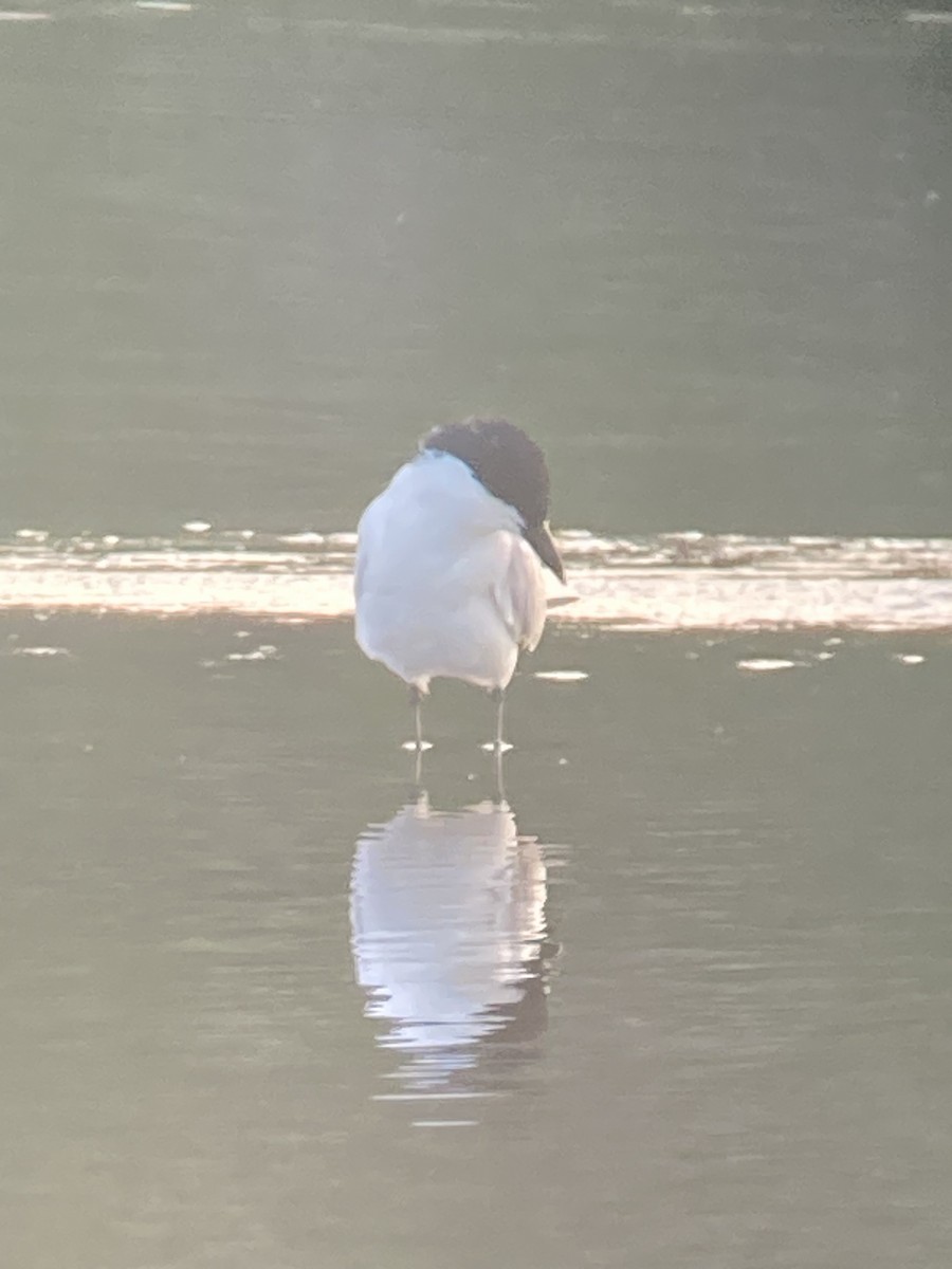 Gull-billed Tern - James Wojewodzki