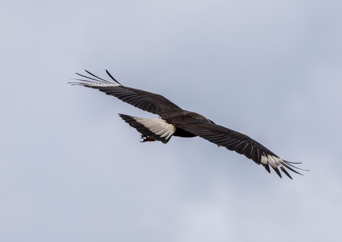 Crested Caracara - ML617175572