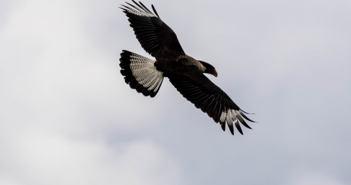 Crested Caracara - ML617175573