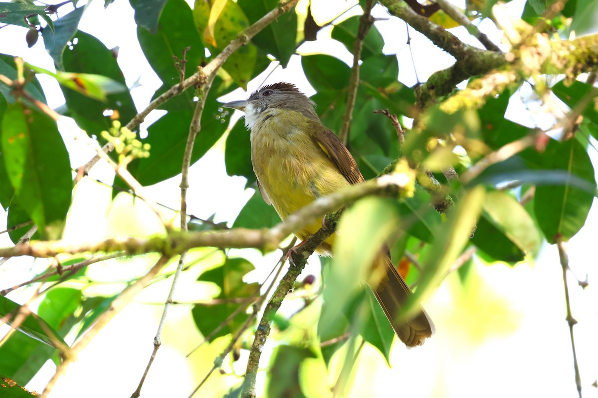 Gray-cheeked Bulbul - ML617175581