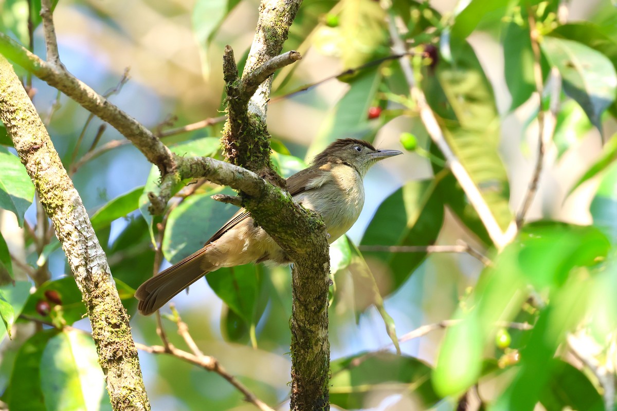 Buff-vented Bulbul - ML617175591