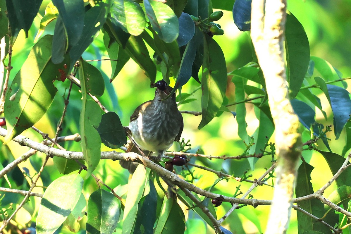 Streaked Bulbul - 志民 蘇