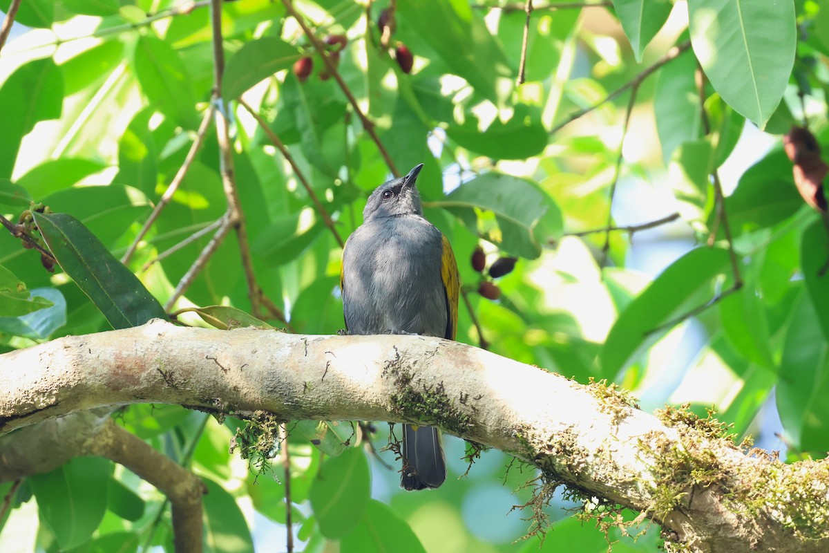 Gray-bellied Bulbul - ML617175614