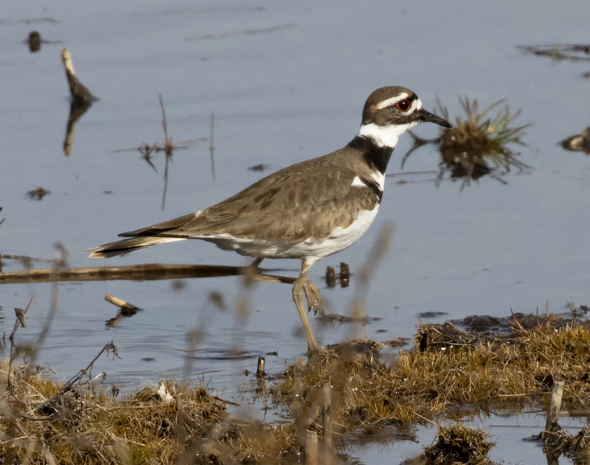 Killdeer - Sandra Hawkins