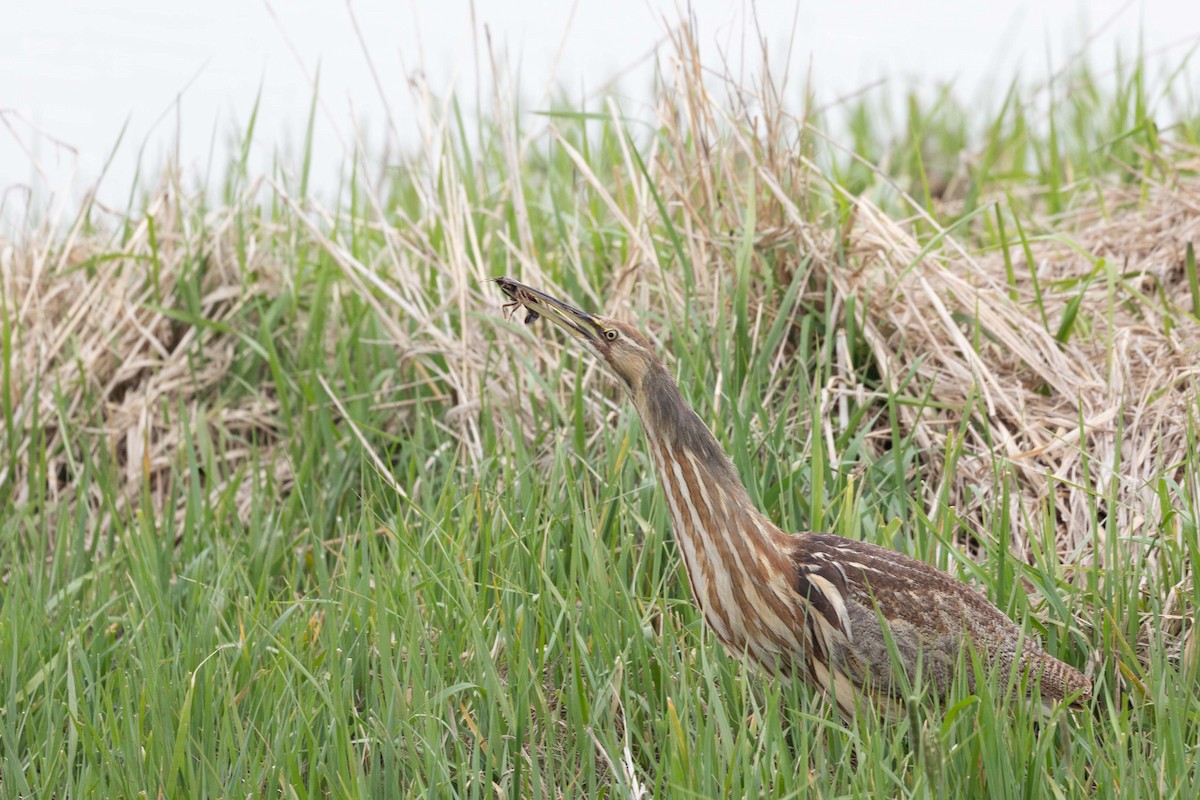 American Bittern - ML617175651