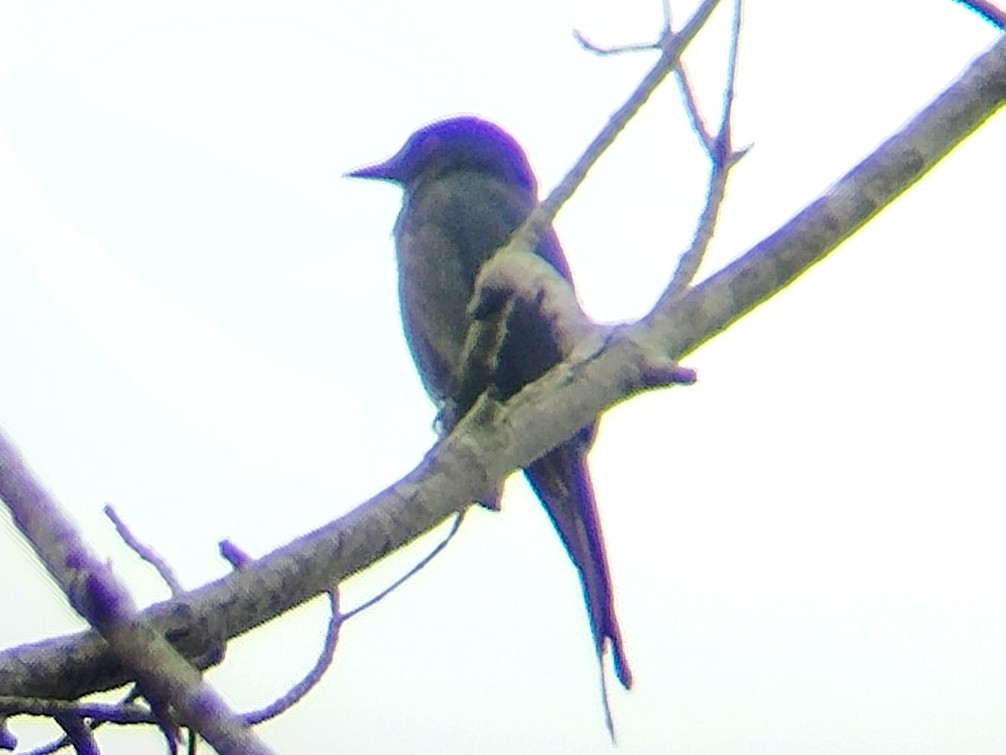 Ashy Drongo (Blackish) - ML617175682