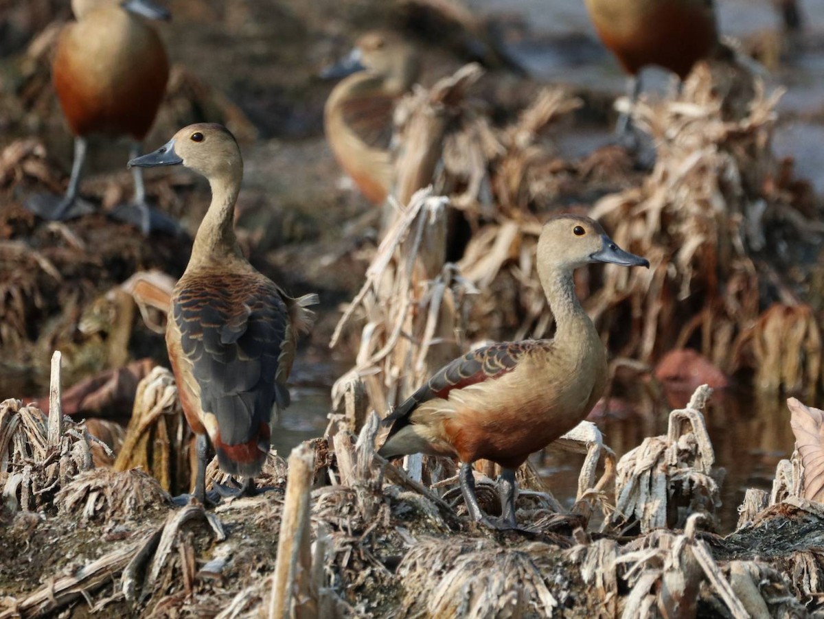 Lesser Whistling-Duck - ekkachai cheewaseleechon