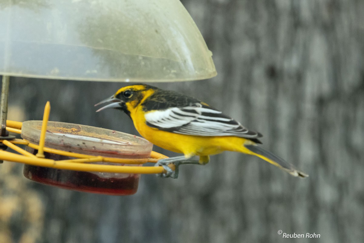 Bullock's x Baltimore Oriole (hybrid) - ML617175692