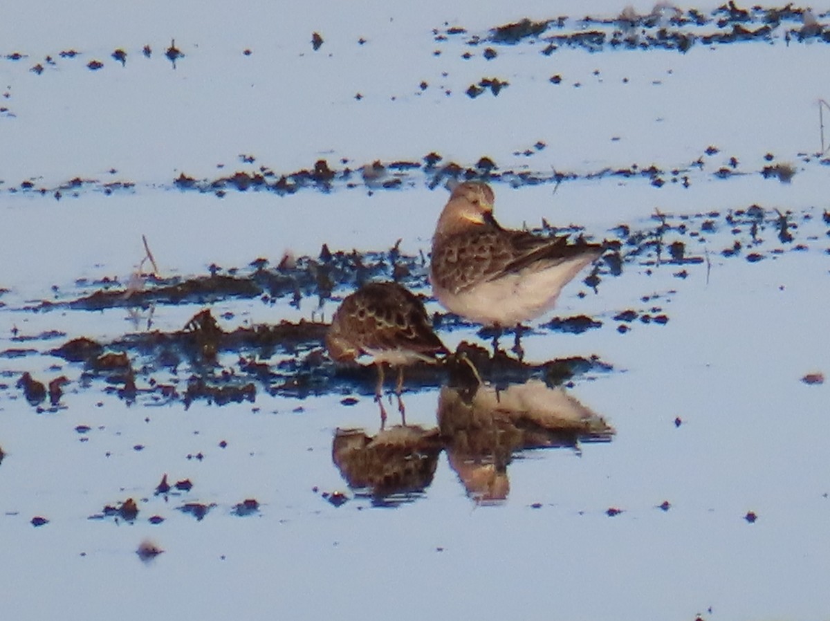 Western Sandpiper - Catherine Sandell