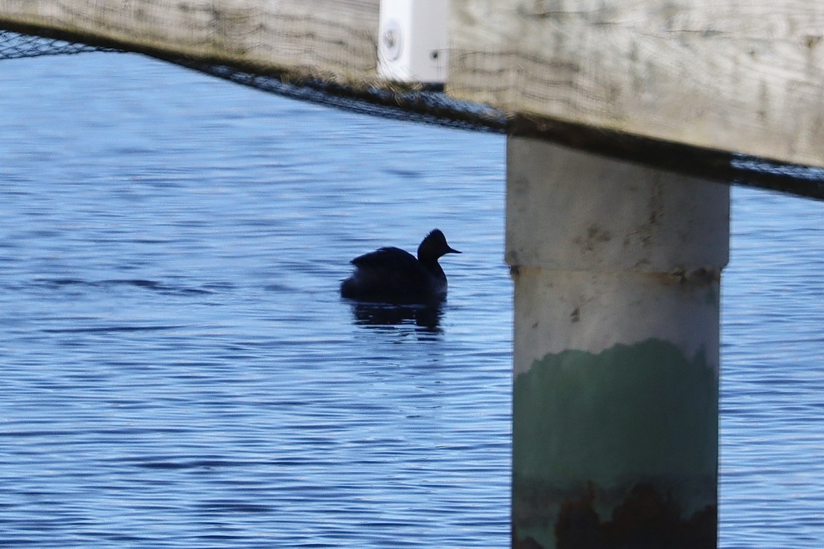 Eared Grebe - ML617175778