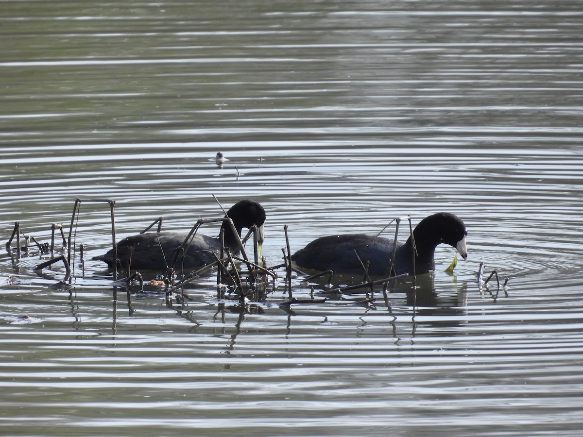 American Coot - ML617175797