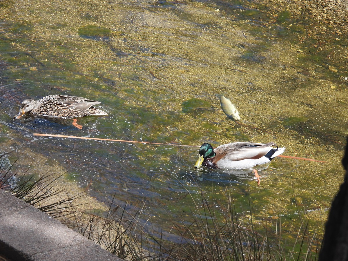 Mallard - Ethan Beasley