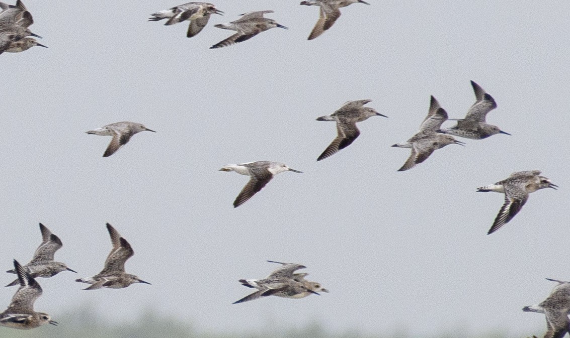 Nordmann's Greenshank - Suvadip Kundu