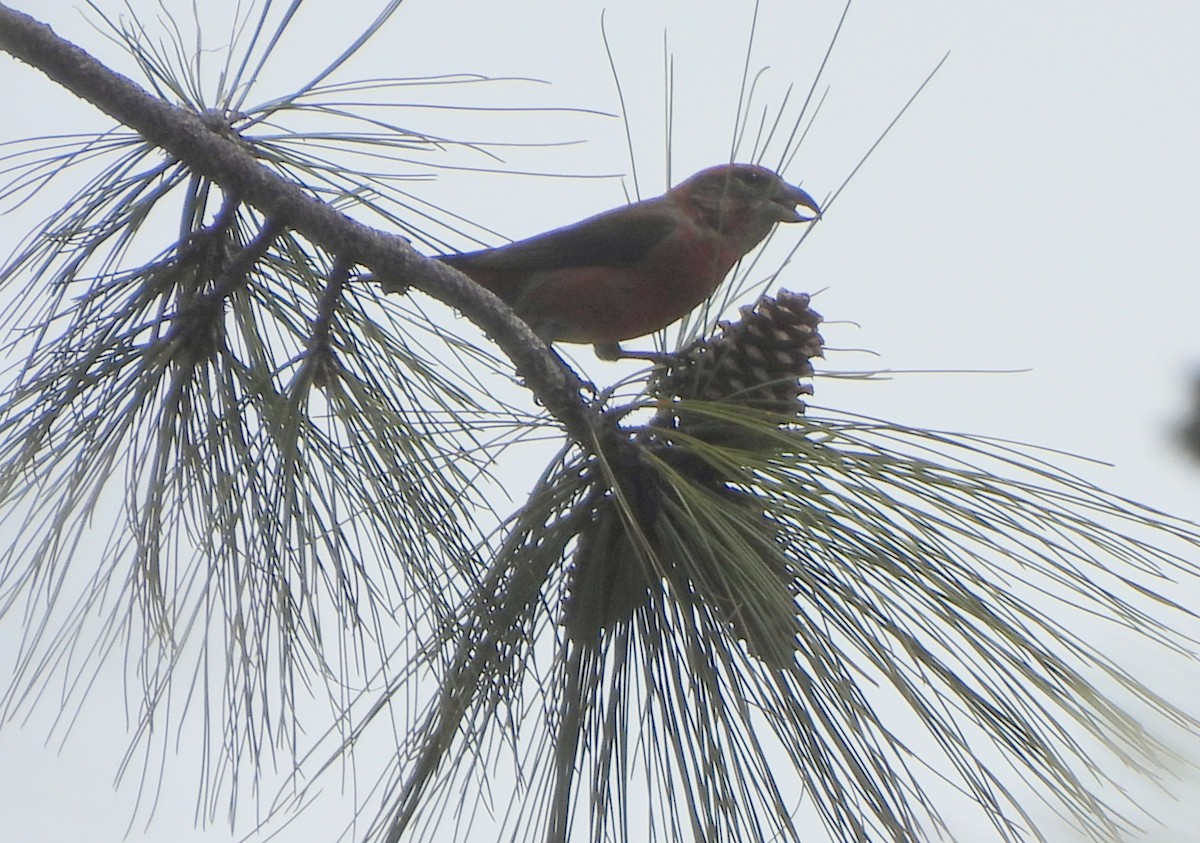 Red Crossbill - Ethan Beasley