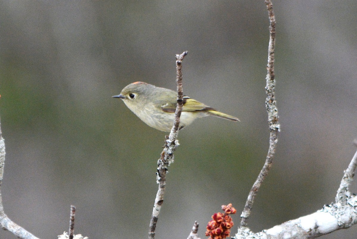 Ruby-crowned Kinglet - ML617175912