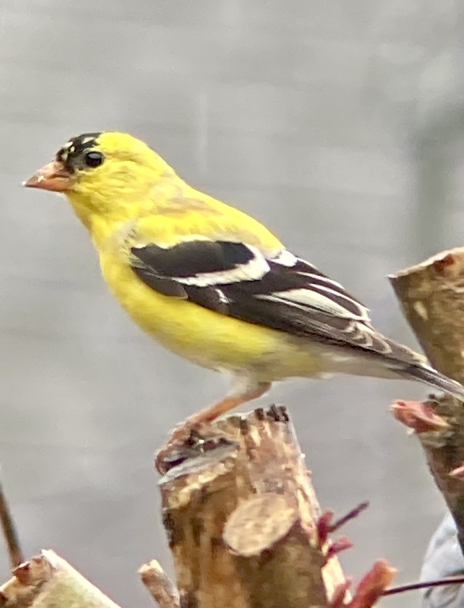 American Goldfinch - ML617175944