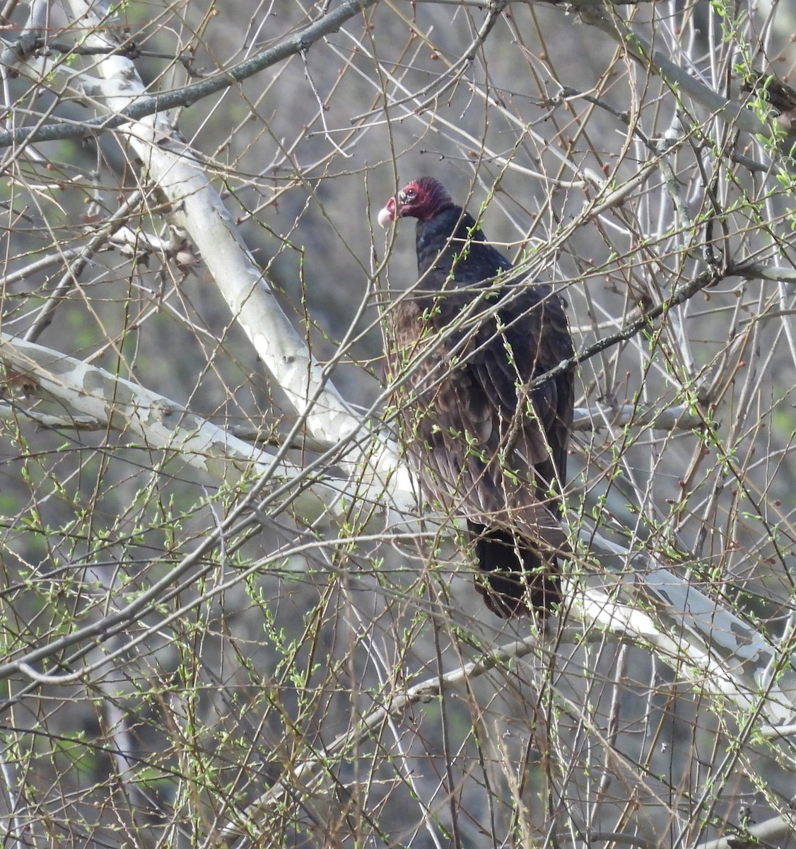 Urubu à tête rouge - ML617175956