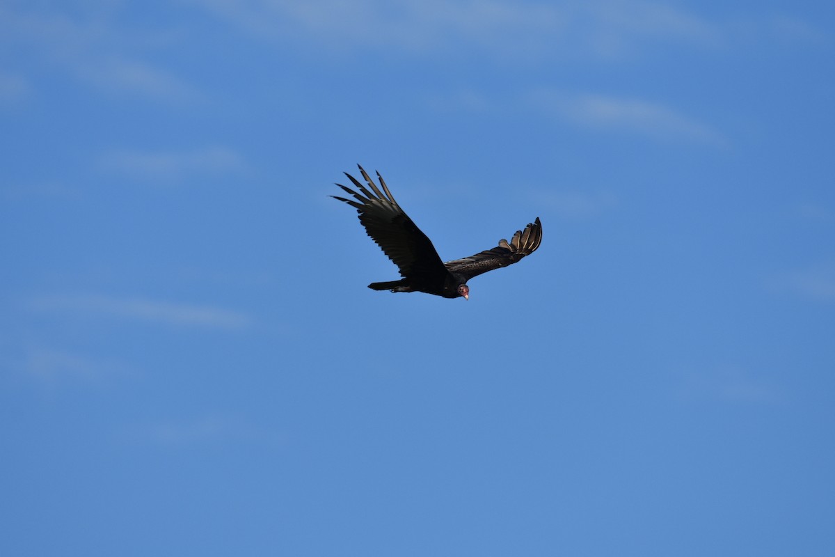 Turkey Vulture - ML617175982