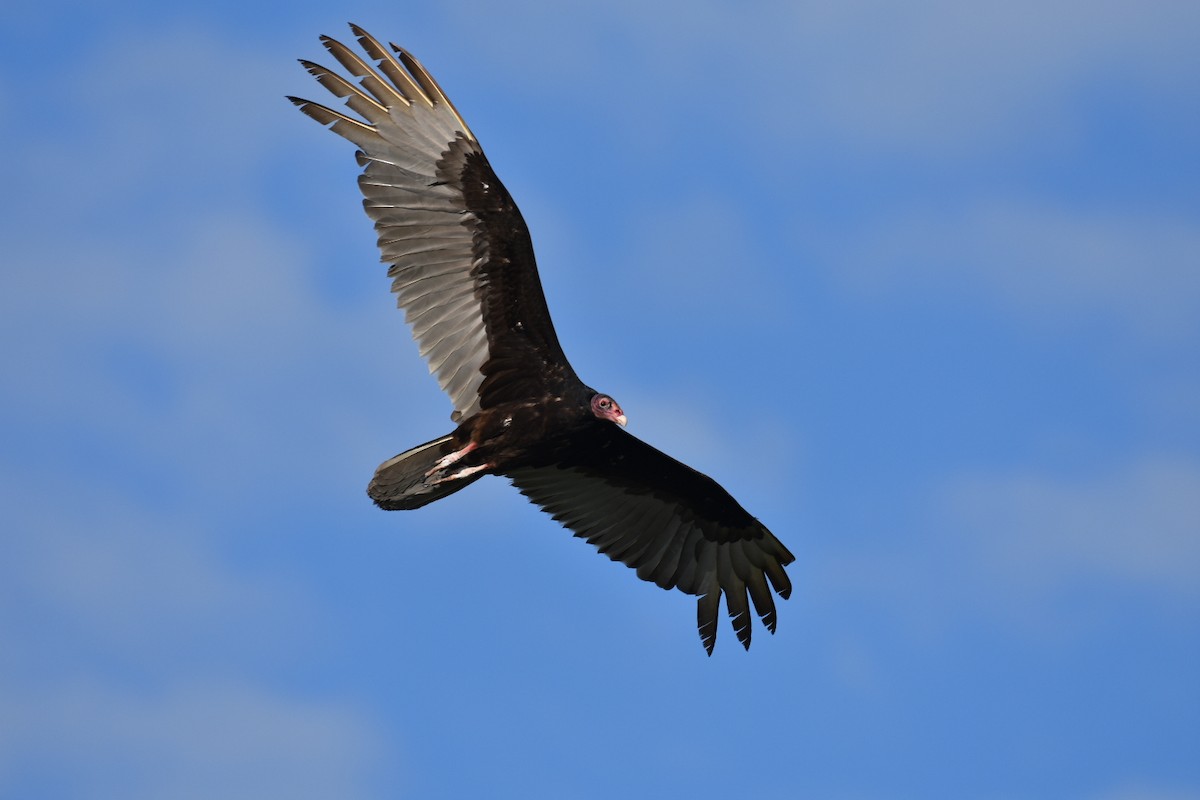 Turkey Vulture - ML617175984