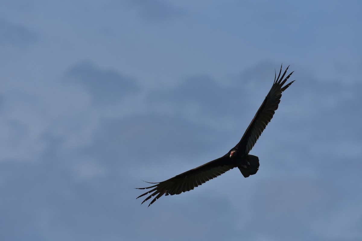 Turkey Vulture - ML617175986