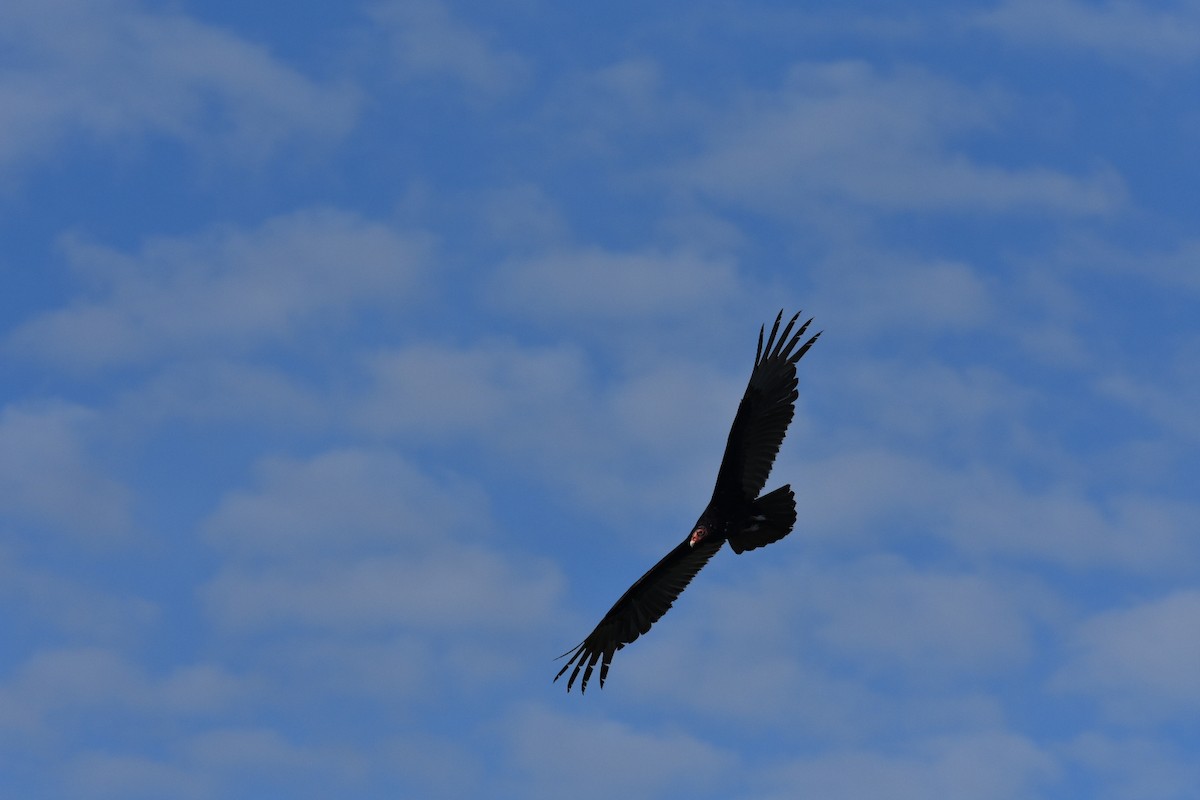 Turkey Vulture - ML617175987