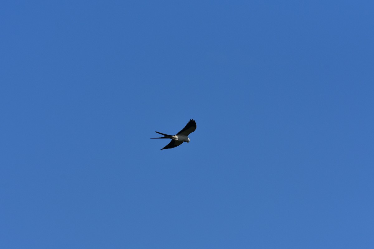 Swallow-tailed Kite - ML617175998
