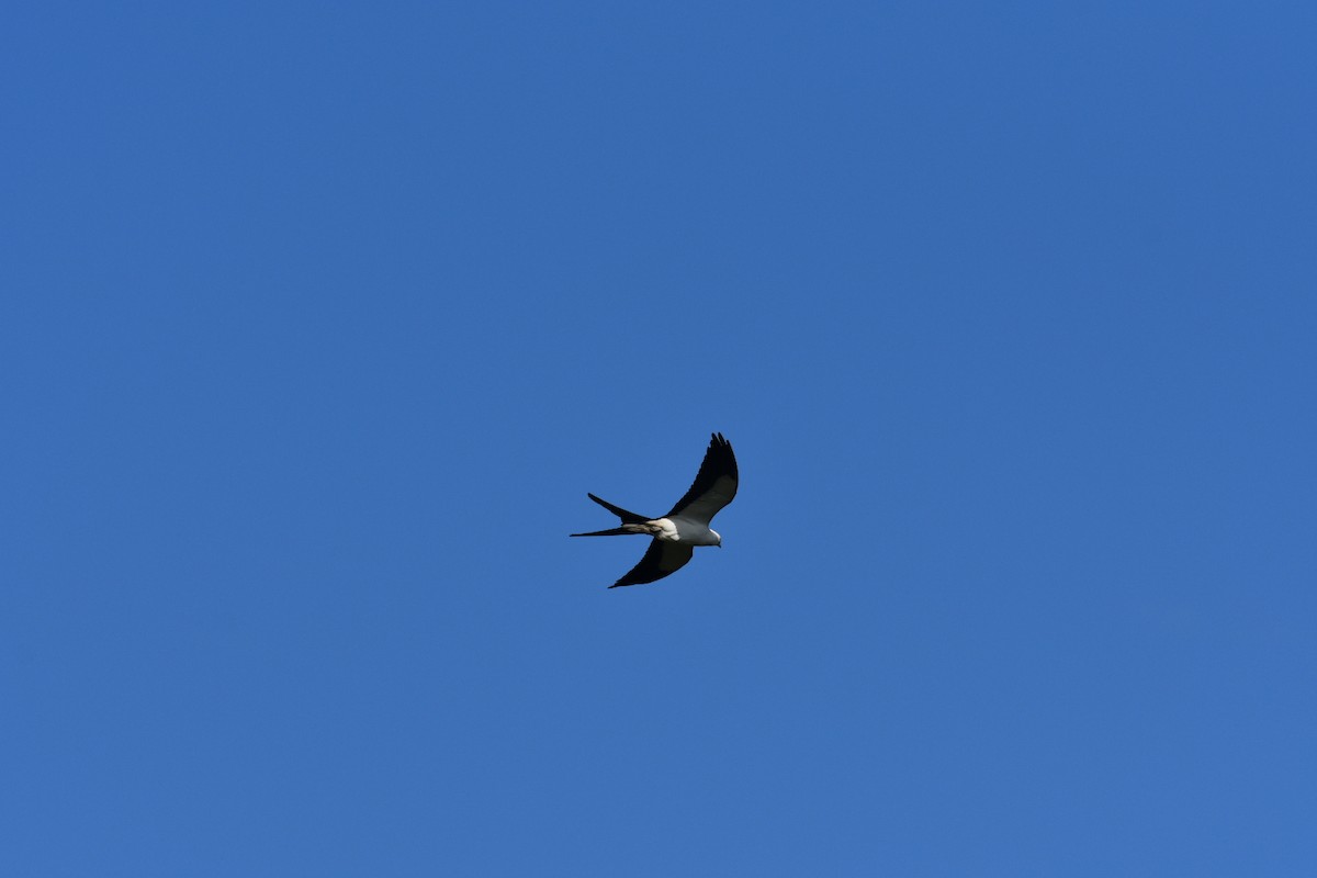 Swallow-tailed Kite - ML617175999