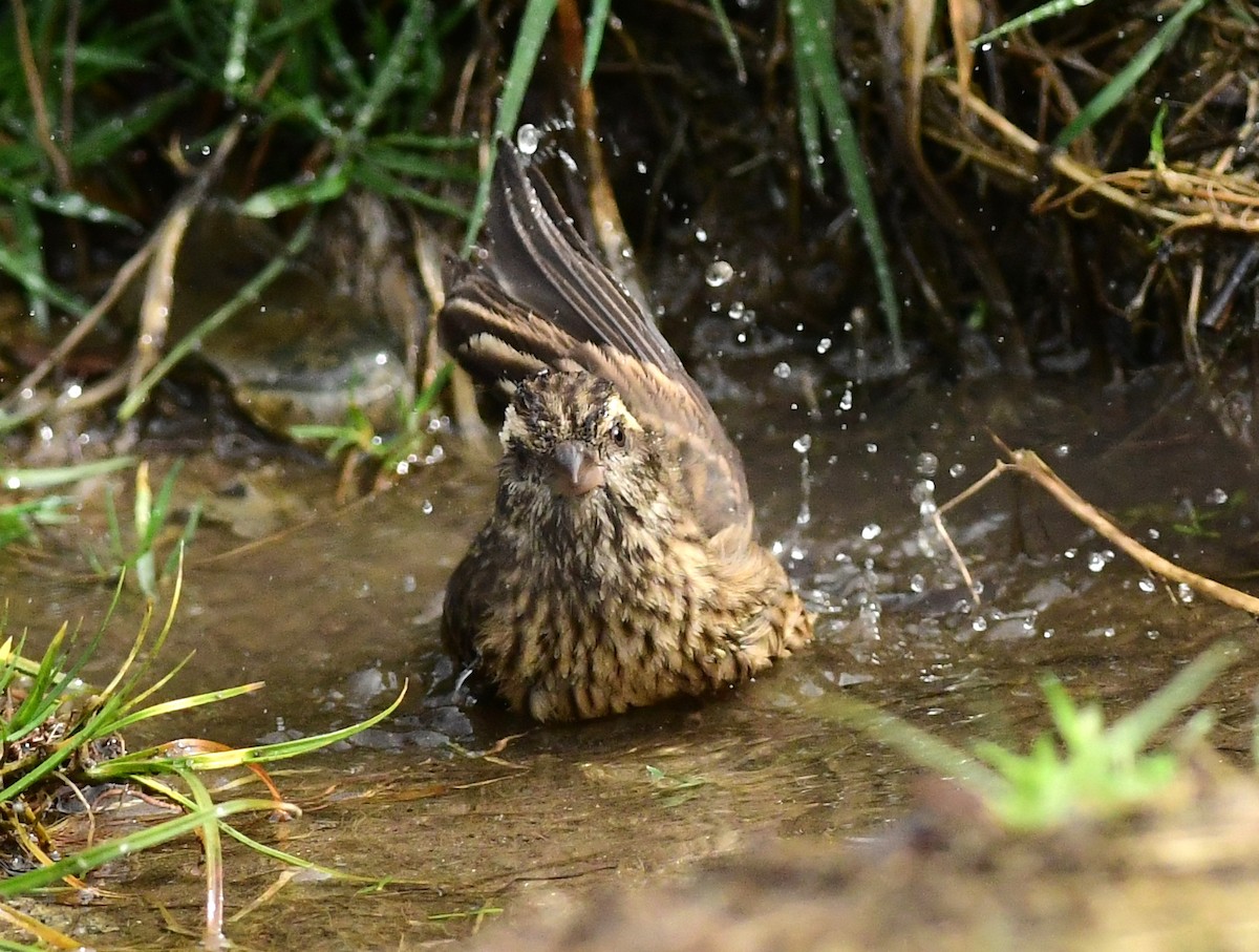 Pink-browed Rosefinch - ML617176002