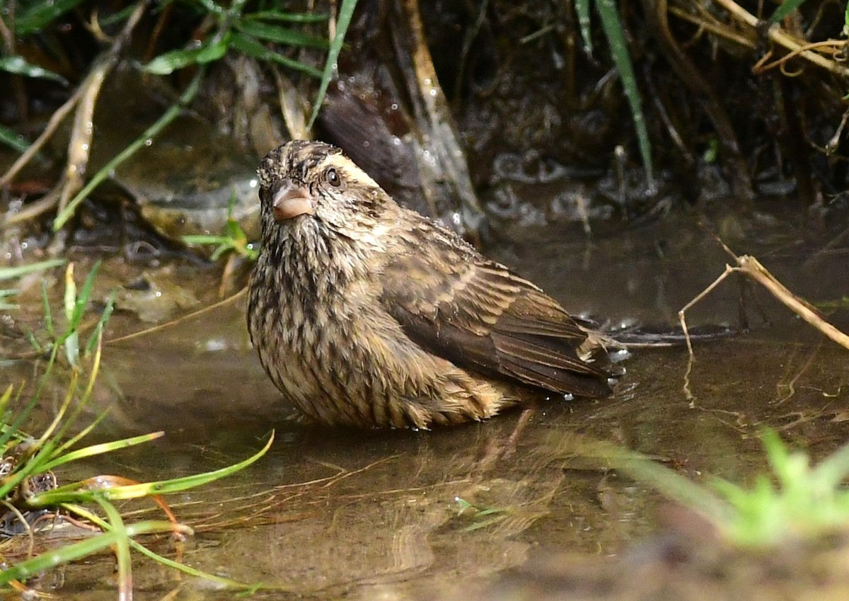 Pink-browed Rosefinch - ML617176003