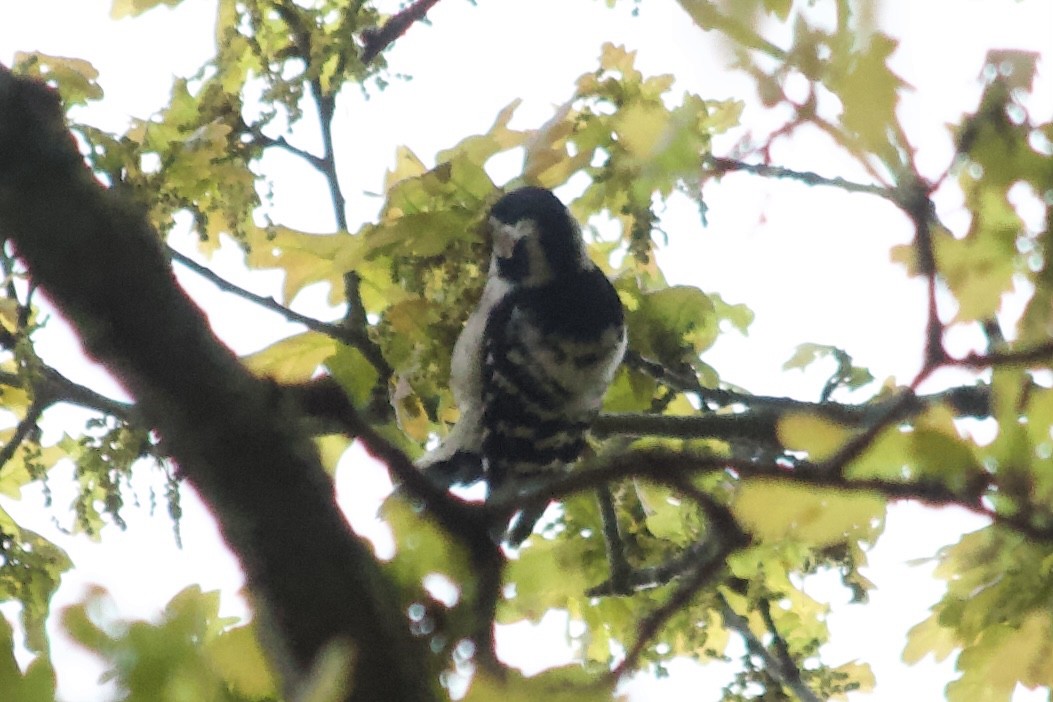 Lesser Spotted Woodpecker - Sam Glennie
