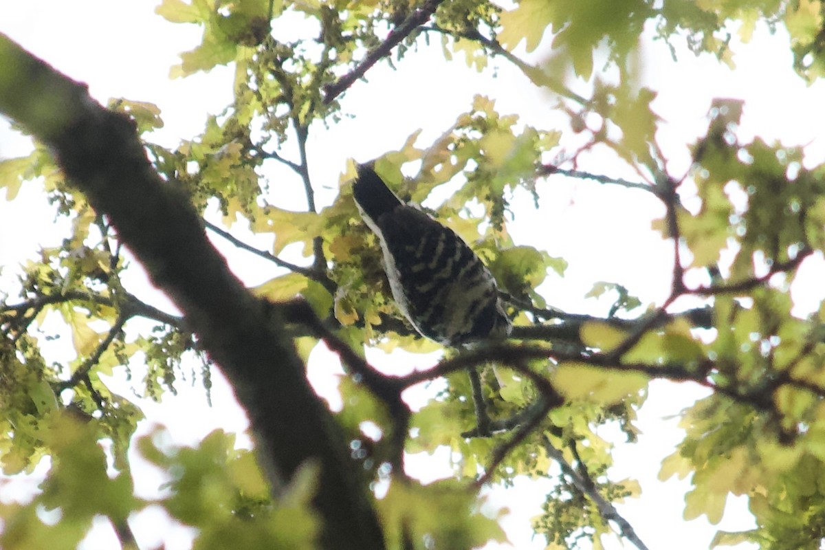 Lesser Spotted Woodpecker - Sam Glennie