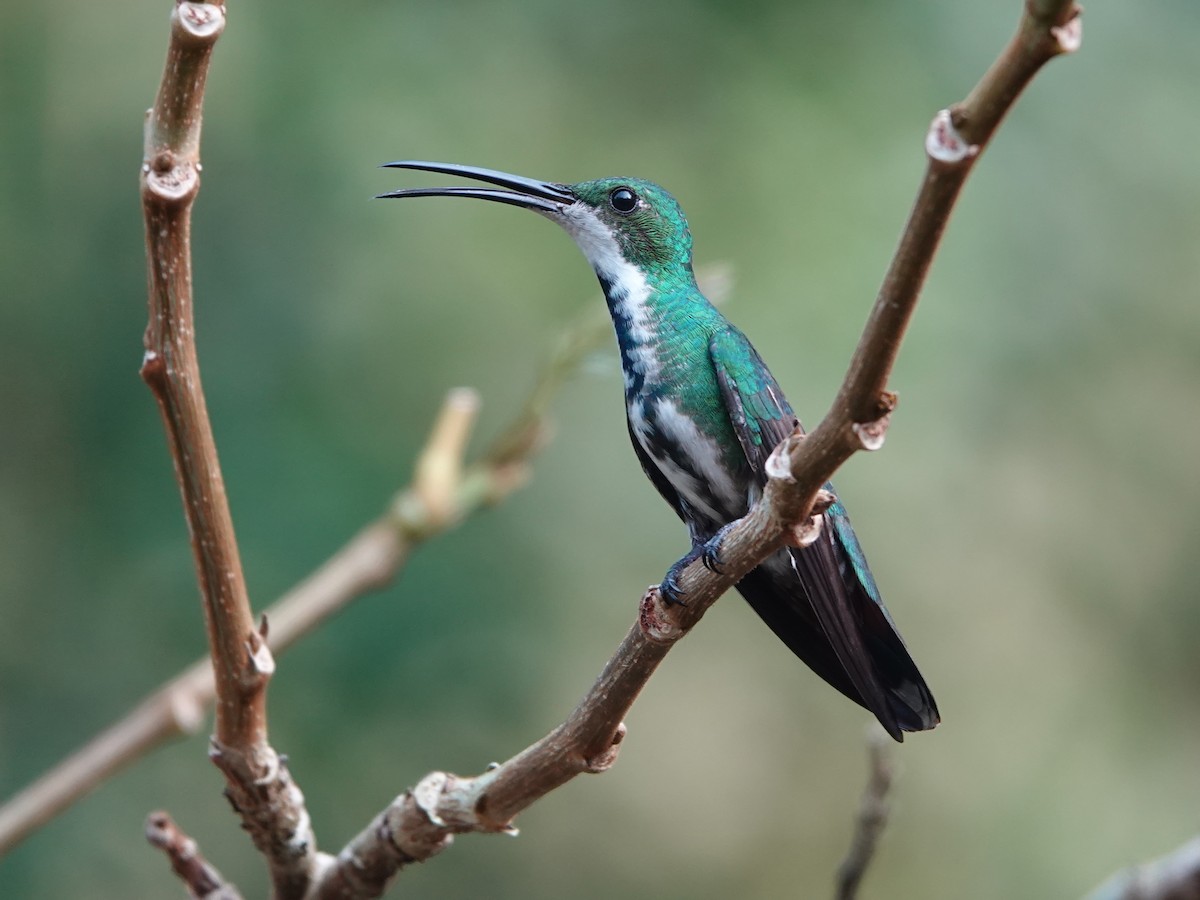 Green-breasted Mango - ML617176054