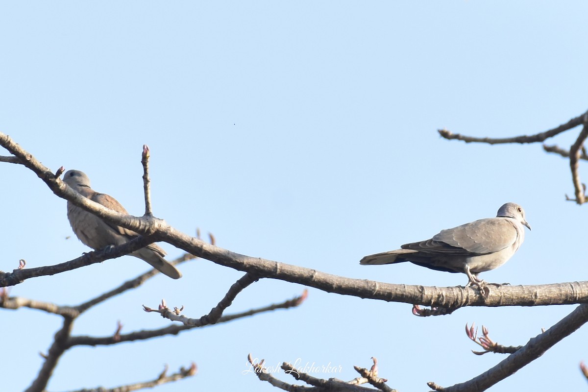 Eurasian Collared-Dove - ML617176061