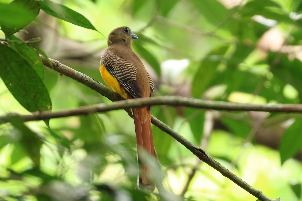 Trogon à poitrine jaune - ML617176106