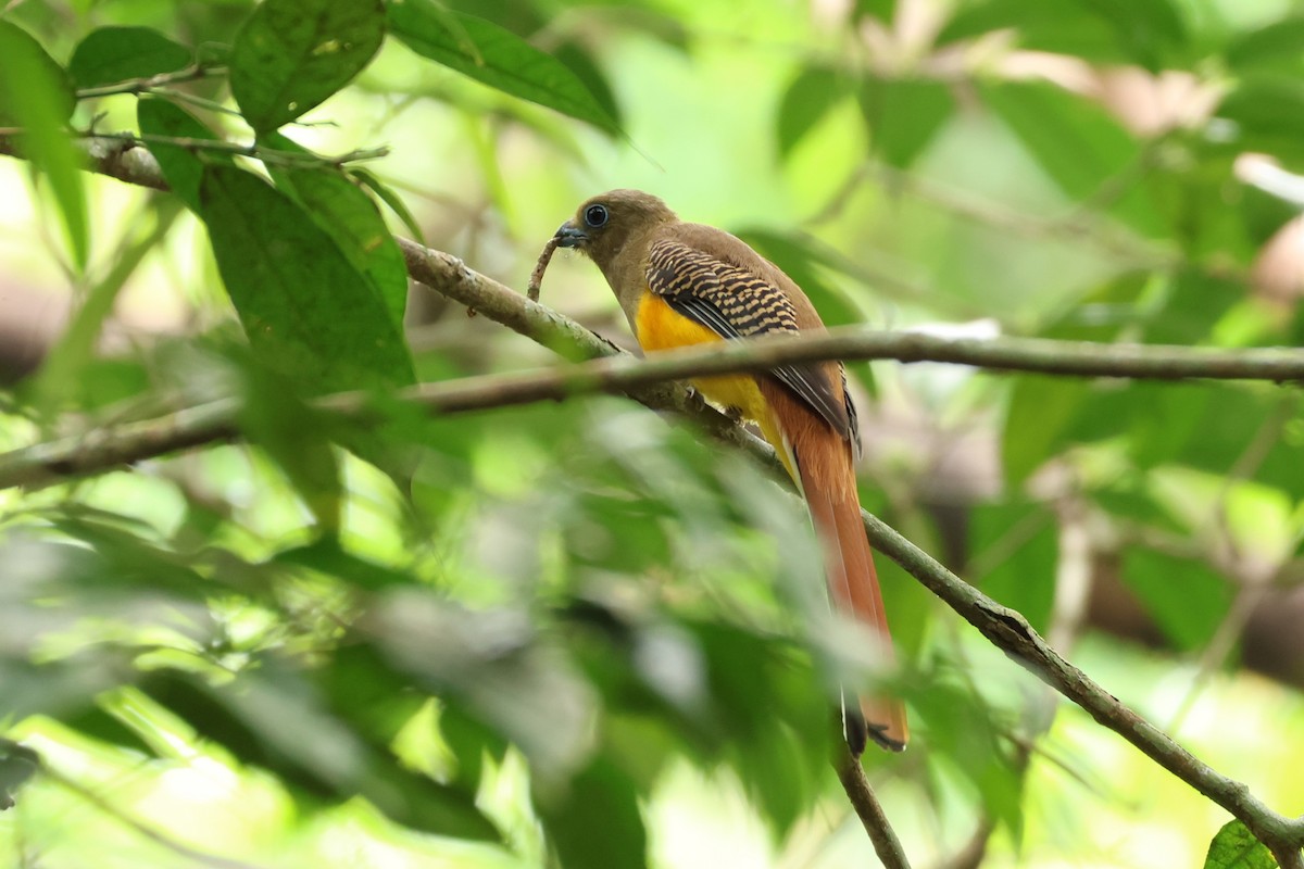 Orange-breasted Trogon - ML617176108