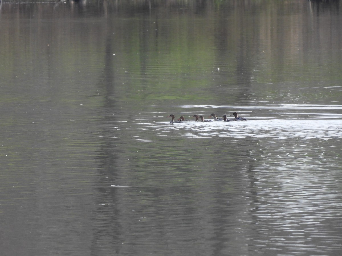 Red-breasted Merganser - ML617176124