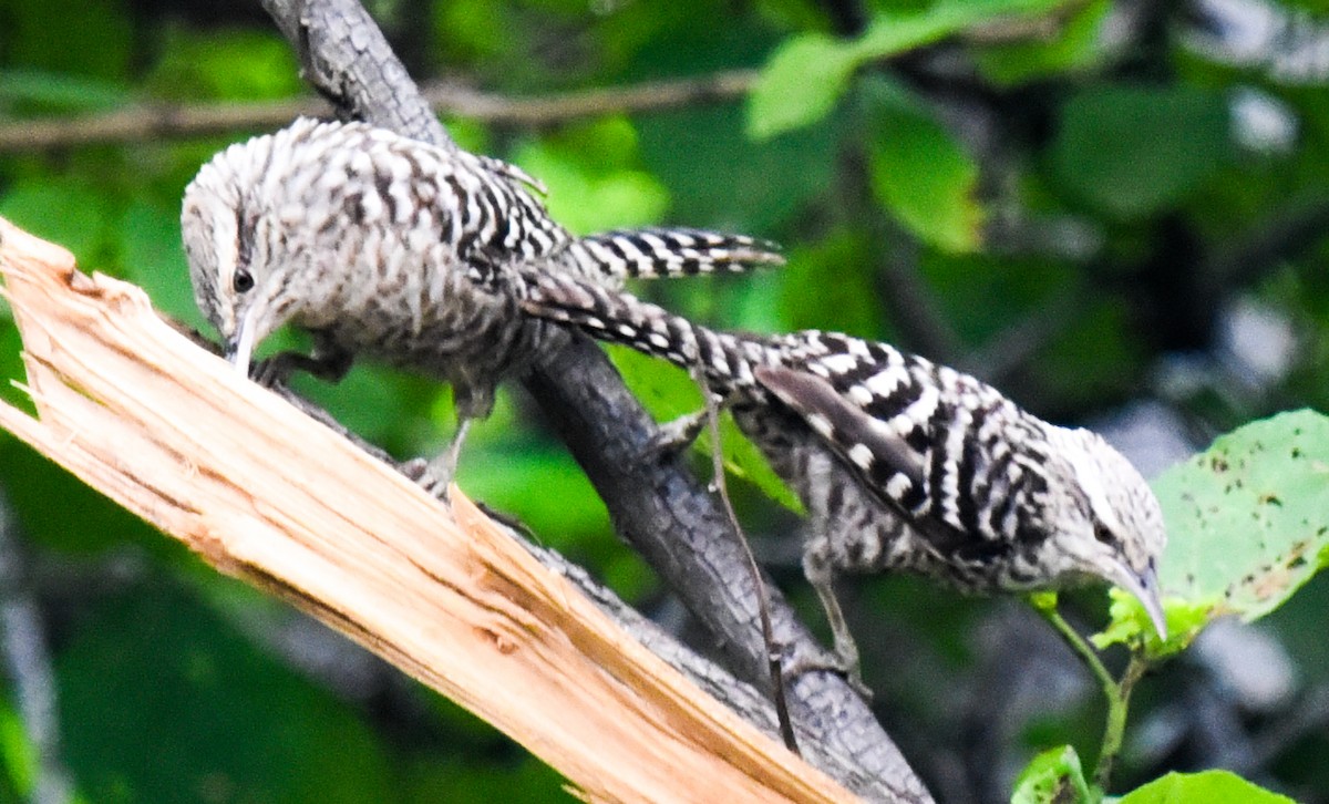 Fasciated Wren - ML617176141