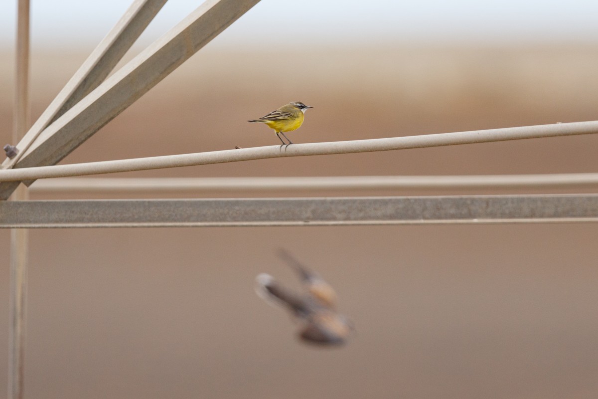 Western Yellow Wagtail - ML617176143