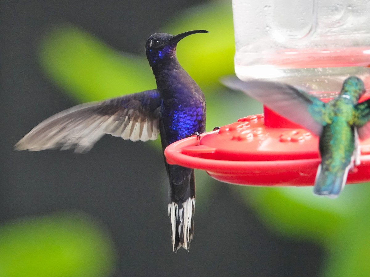 Colibrí Morado - ML617176150