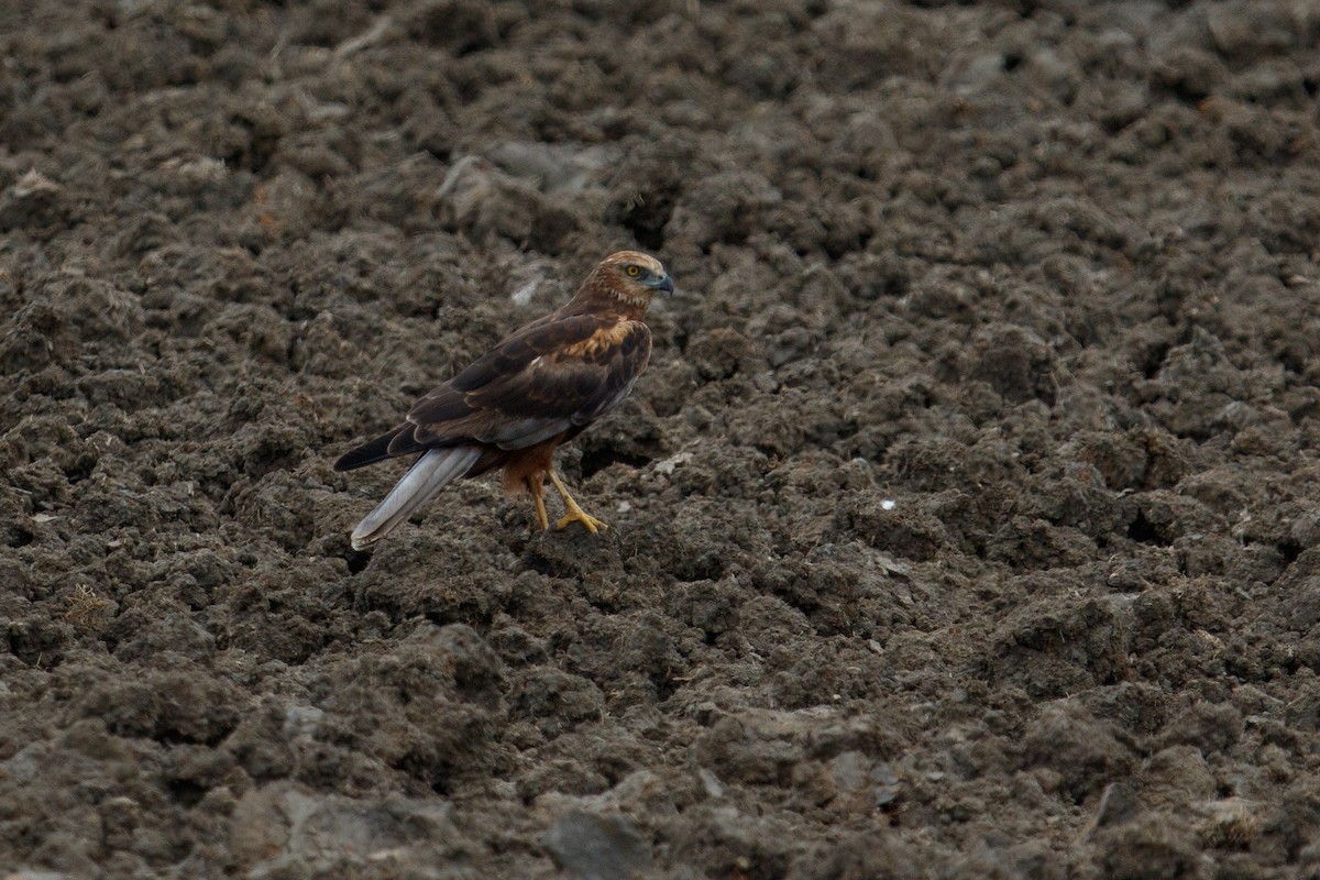 Western Marsh Harrier - ML617176158