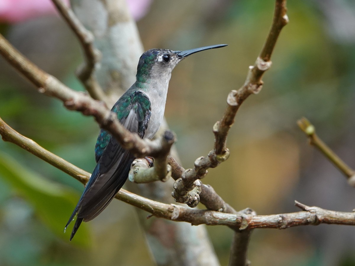 Wedge-tailed Sabrewing - ML617176174