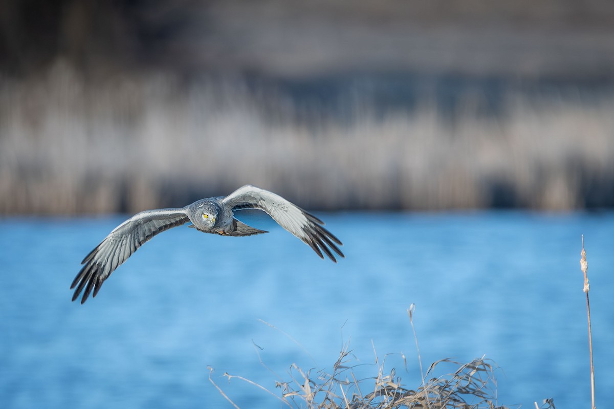 Northern Harrier - ML617176183