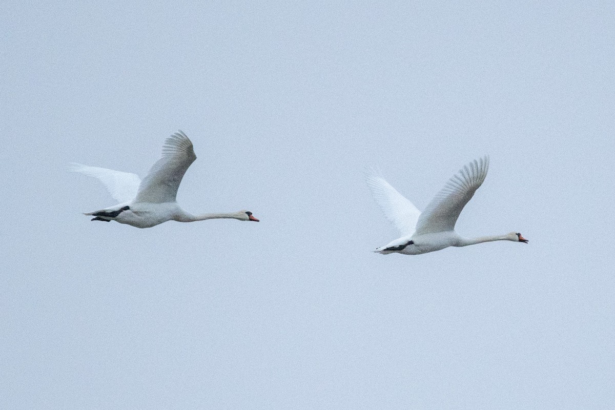 Mute Swan - ML617176189