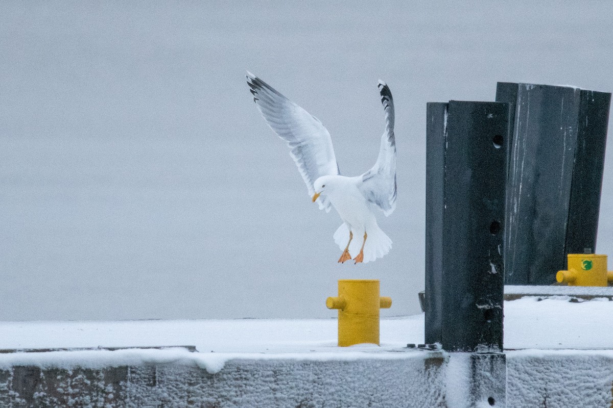 Herring Gull (European) - ML617176206