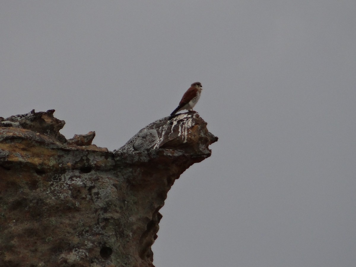 Malagasy Kestrel - ML617176208