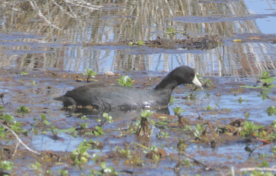 American Coot - ML617176214